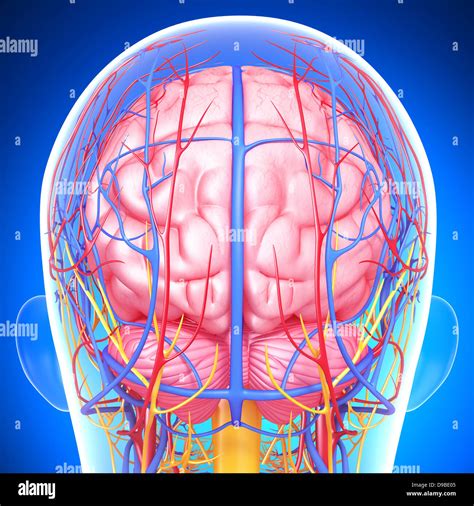 circulatory system of human head anatomy Stock Photo - Alamy