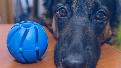 12 Of The Best Toys For German Shepherds - Dog Club Life