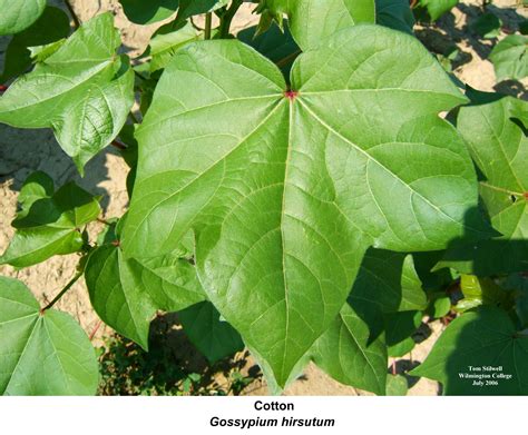 Cotton - leaves | Plant leaves, Plants, Leaves