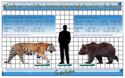 Grey Wolf And Siberian Tiger Size Comparison - Icerem