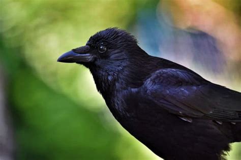 Carrion Crow | Corvus corone | Black Bird | Diet | Fun Facts