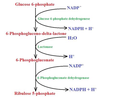 Pentose Phosphate Pathway - Definition and Mechanism