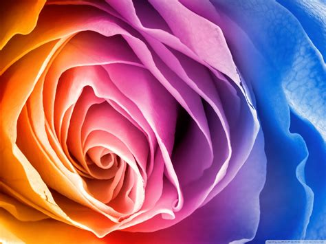 Rainbow Roses Wallpaper