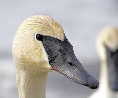 How Exactly is a Trumpeter Swan Different from a Tundra Swan? | Trumpeter swan, Trumpeter, Swan