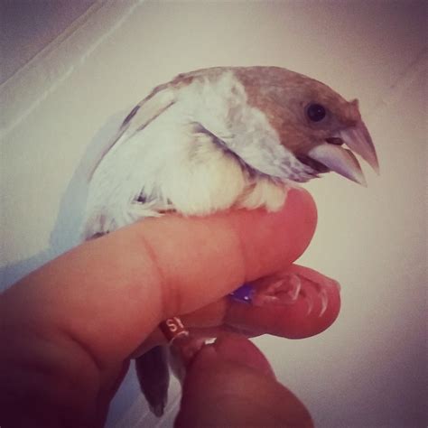 Happy Bird Place Finch and Grasskeet Blog: Breeding season ending. Time ...