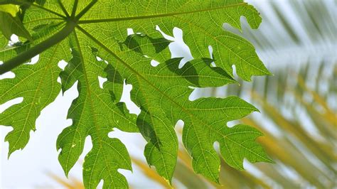 15 Health Benefits of Papaya Leaves You Should Know – 15 Health Benefits