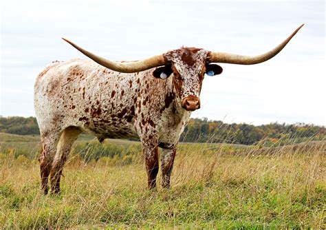 Free photo: Longhorn Steer - Animal, Cattle, Cow - Free Download - Jooinn