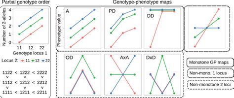 Examples of partial genotype order and genotype-phenotype maps. Left ...