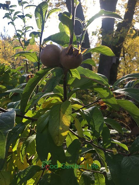 How to Grow Medlar — Food Garden Life: Edible Garden, Vegetable Garden ...