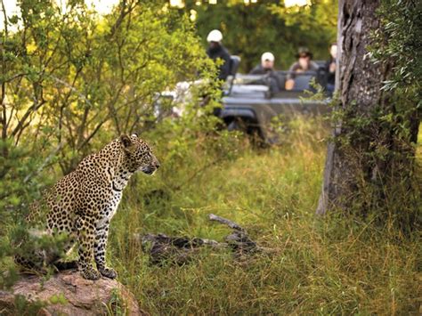 Lion Sands River Lodge | South Africa Safari Lodges