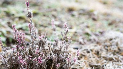 Winter Heather Varieties – How To Grow Heather That Flowers In Winter