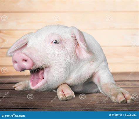 Farm pig stock image. Image of small, mammal, animals - 59849759