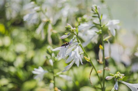 Bee Garden: Shade for Bees - Prairie Gardens