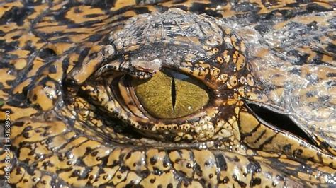 Closed up of crocodile's eye when open eyes. Stock Video | Adobe Stock