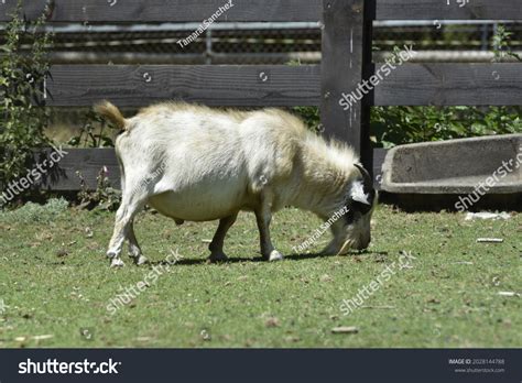 9,428 Fat Goat Images, Stock Photos & Vectors | Shutterstock