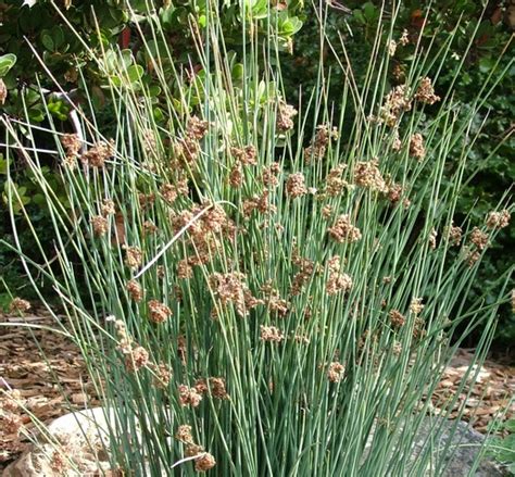 Juncus - Woodvale Fish & Lily Farm Perth