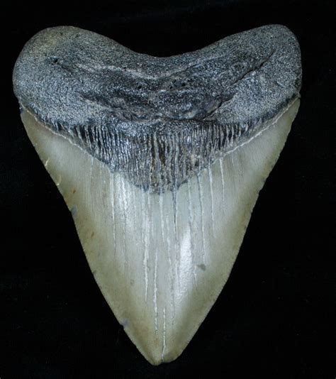 5.03 Inch Megalodon Tooth For Sale (#3788) - FossilEra.com