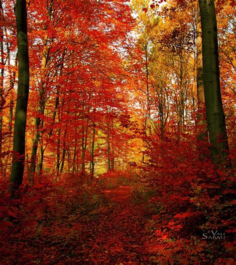 Autumn forest VIII by valiunic on deviantART | Autumn forest, Autumn scenery, Forest photography