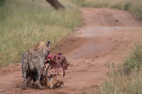 Fascinating Facts about Hyenas | Kapama Blog