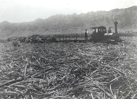 Waimānalo Sugar Plantation | Images of Old Hawaiʻi