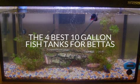 How Many Female Betta Fish In A 10 Gallon Tank - Unique Fish Photo