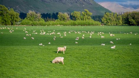 Green Pasture Sheep Images – Browse 148,938 Stock Photos, Vectors, and ...