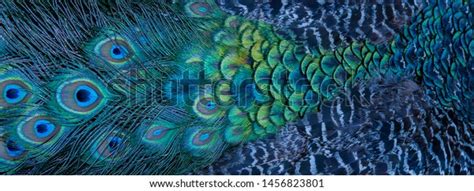 Blue Peacock Feathers Closeup Stock Photo (Edit Now) 1456823801