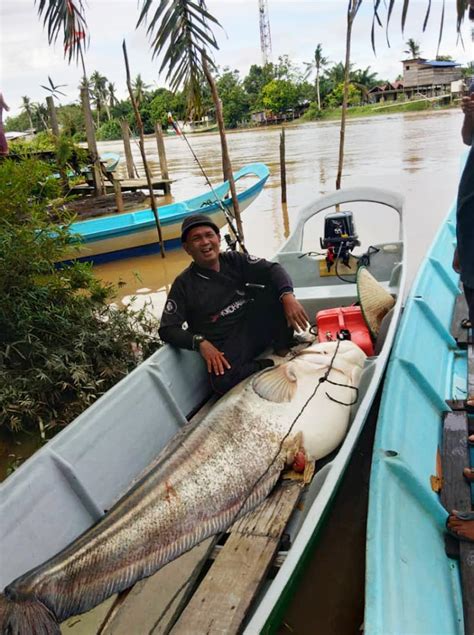 ikan tapah terbesar di malaysia - Wanda Dickens