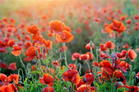 Poppy Desktop Wallpapers - Top Free Poppy Desktop Backgrounds - WallpaperAccess