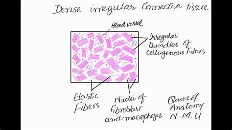 Dense Fibrous Connective Tissue Diagram