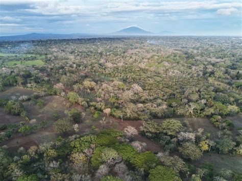 Rainforest in Nicaragua View from Drone Stock Photo - Image of natural ...