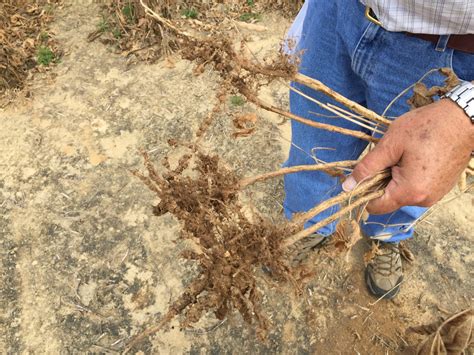 2015 Root-knot Nematode Soybean OVT Gall Ratings and Yield | Mississippi Crop Situation