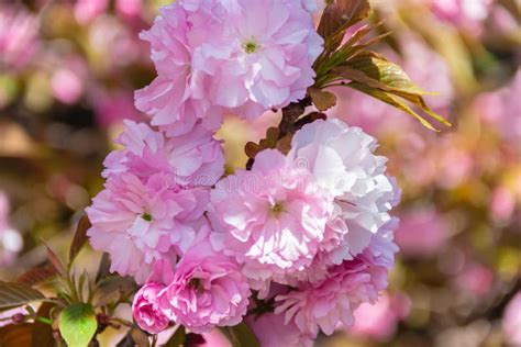 A Flowering Kwanzan Cherry Tree in Springtime with Blossoms. Stock Image - Image of pink, flora ...