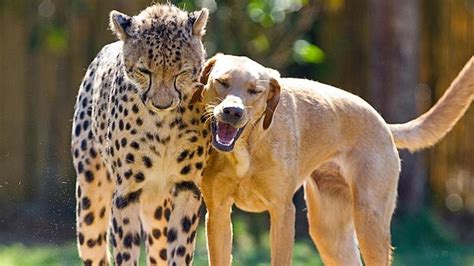 11 Unusual animal friendships that prove true love is blind – SheKnows