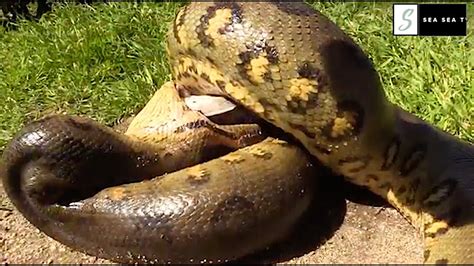 Anaconda Eating Giant Fish | Whole Process | Feeding【SeaSeaTV】 - YouTube