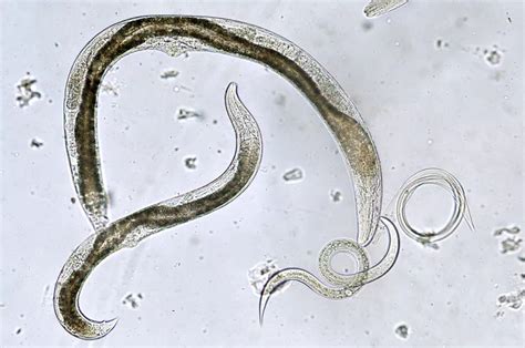 Nematodes: application, appearance & Effect