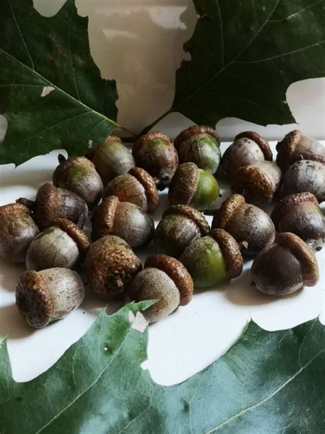 Northern Red Oak Acorns / Seeds High Premium Quality Oak | Etsy