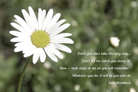 Daisy Image Quotation #3 - Sualci Quotes