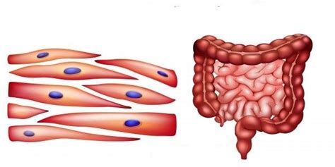 ¿Qué causa la contracción del músculo liso gastrointestinal?