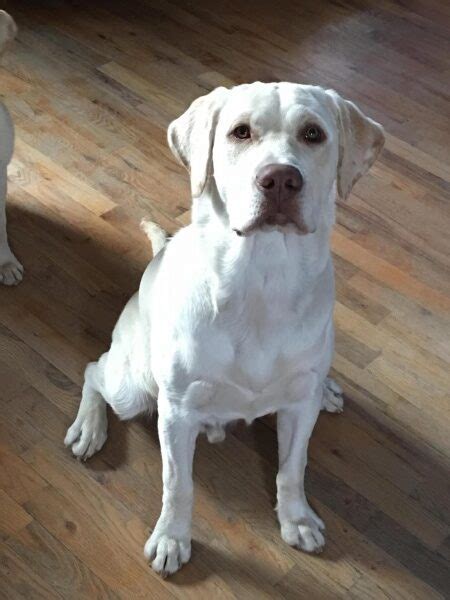 Pointing White Lab Breeder - Puppies for Sale in Kansas | Lankas Lab