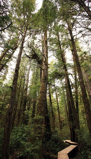 Hiking in Tofino - Pacific Rim National Park near Tofino, BC