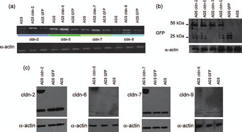 Claudin-2, claudin-6, claudin-7, or claudin-9 overexpression in AGS ...