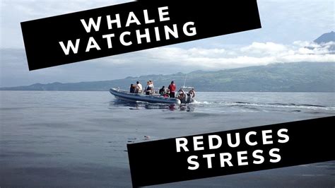 Whales Calm - Whale watching trip - Pico Island Azores Portugal. A top whale watching ...