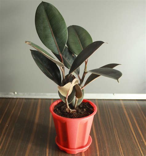 Buy Ficus Elastica Black - Rubber Plant | Nursery Nisarga