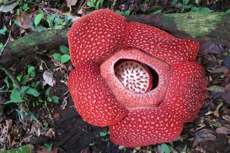 Foto: Inilah Keindahan Bunga Rafflesia yang Sedang Mekar di Alam - Mongabay.co.id