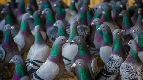 Pigeons | Galluvet Birds and Fowl