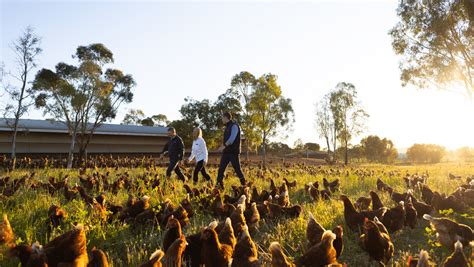 Transcending Generations: Higher Welfare on the Rohde's Family Farm ...