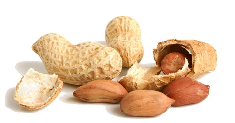 Peanut PNG Transparent Images | PNG All