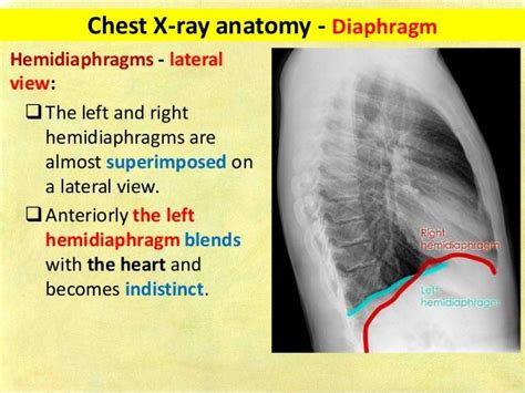 Pin on THORAX