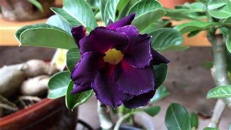 4 Purple Black Desert Rose Seeds